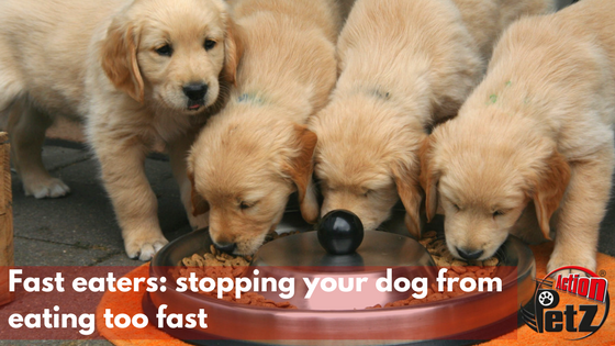Fast eaters stopping your dog from eating too fast